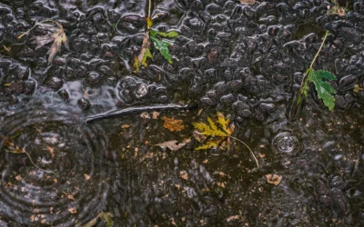 Amazonia vs Stratum for Shrimp