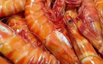 Berried Shrimp Food for Color: 10 Picks Tested in 2026