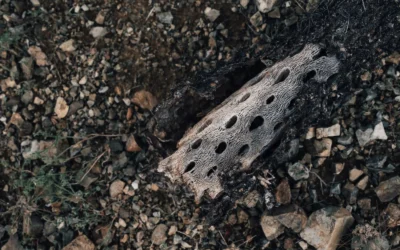 Cholla Wood for Shrimp Beginners: Safe Setup Guide 2026