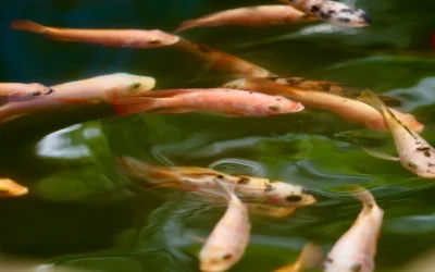 Top Siporax Bio Media for Taiwan Bee Shrimp Tanks 2026