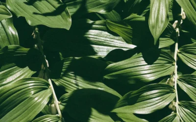 Botanicals for Crystal Red Tanks