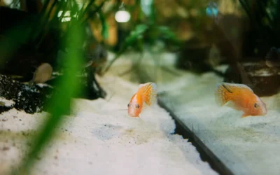 How to Choose Shrimp Sand Substrate for Breeding Tanks in 2026