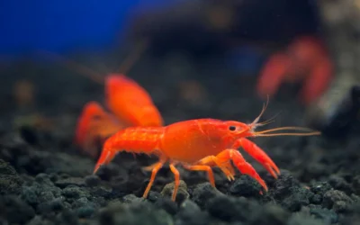 Shrimp Breeding Substrate Guide